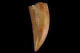 Serrated, Raptor Tooth - Real Dinosaur Tooth #130357-1